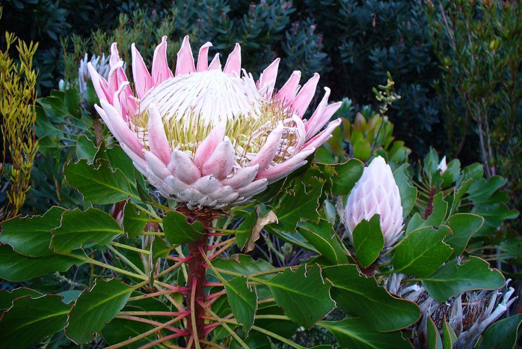 King Protea in Cape Town